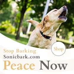 Can You Train Your Dog to Stop Barking? Effective Barking Control Techniques - Sonic Bark