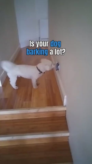 long-range anti-barking device product video review- Sonic Bark