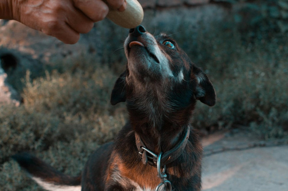 Canine Bark: A Comprehensive Guide to Dog Vocalization - Sonic Bark