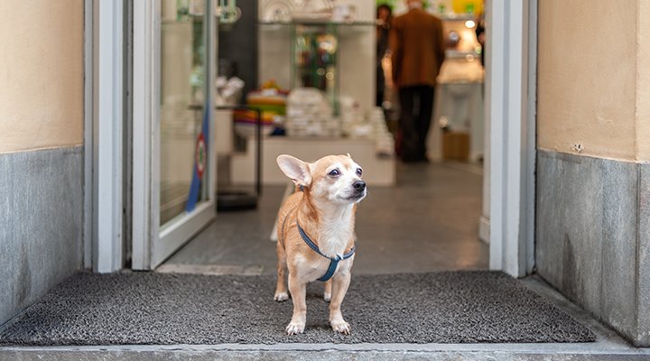 Living in Harmony:  How to Stop Dog Barking in Apartments - Sonic Bark