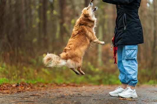 The Secret to a Happy Doggy: Unlocking Canine Contentment - Sonic Bark