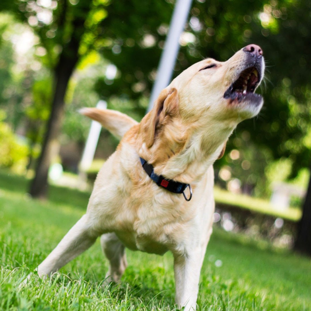 Train, Don't Punish: Humane Anti-Barking Devices for Every Dog - Sonic Bark