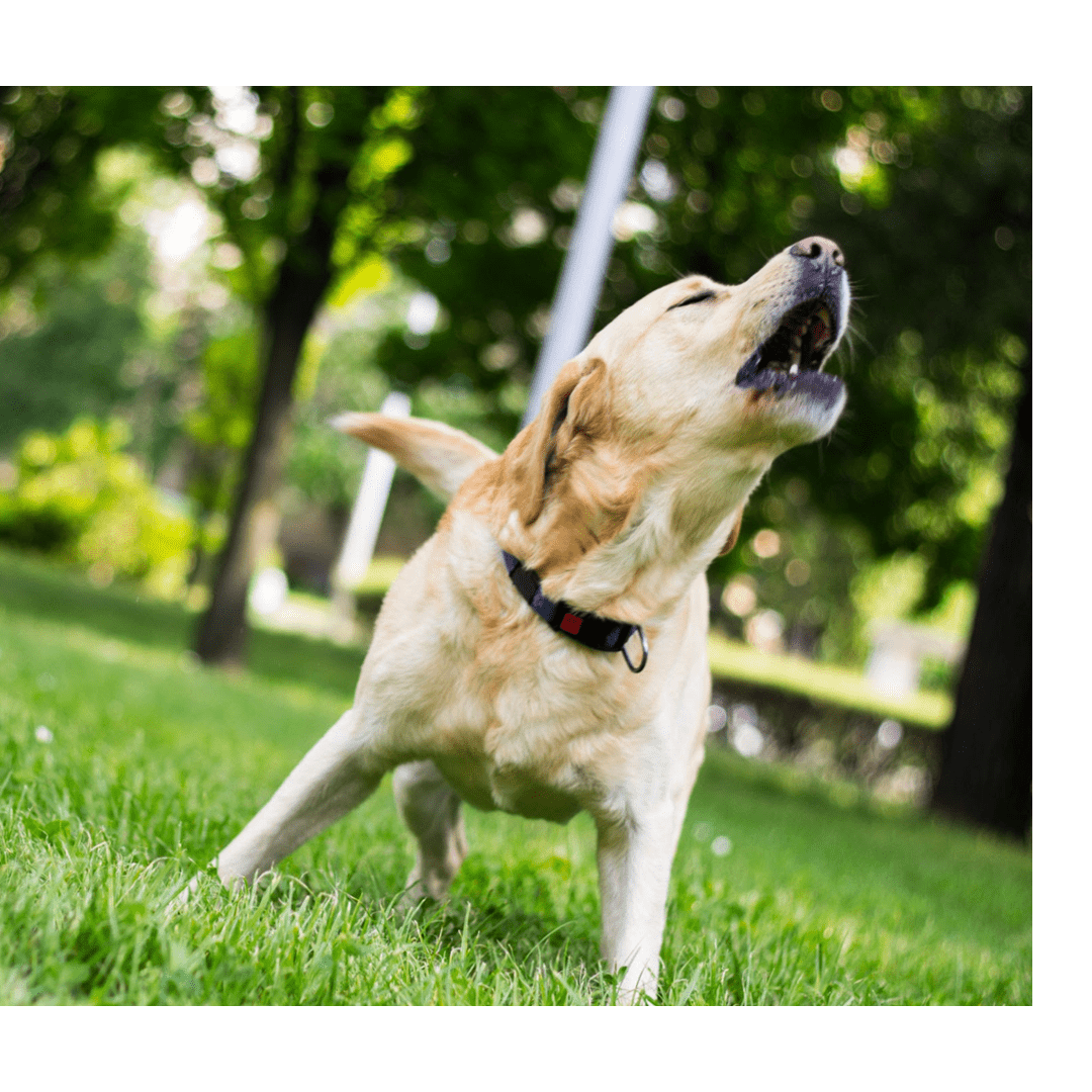 Why Your Dog's Barks Sound Different (And What to Do About It) - Sonic Bark