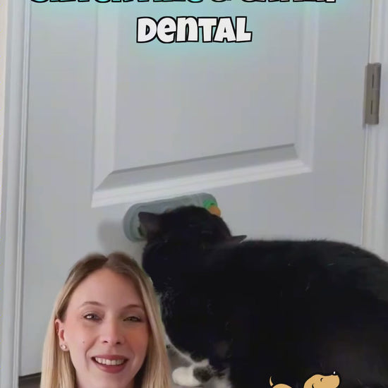 video testimonial of silvervine catnip dental toy